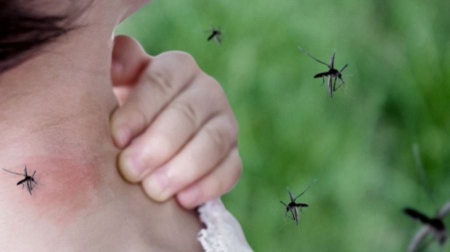 En la última semana se notificaron más de 2000 nuevos casos de dengue