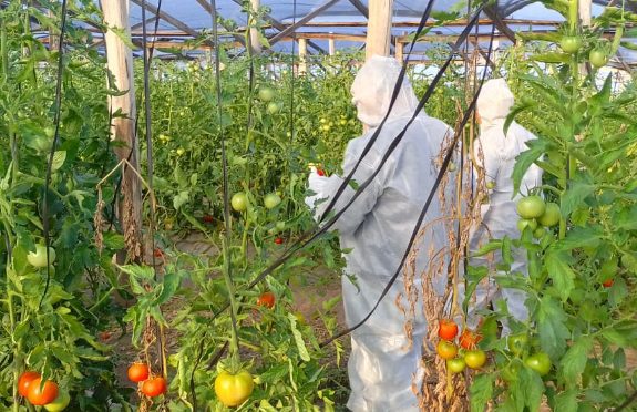 Detectaron el virus rugoso en una plantación de tomates en Colonia Belgrano