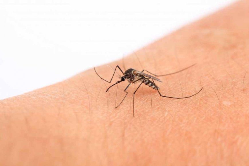 Entre confirmados y sospechosos, la provincia supera los mil casos de dengue