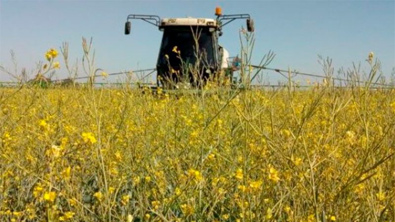 Impulsan la siembra de Carinata como cultivo de cobertura en Entre Ríos