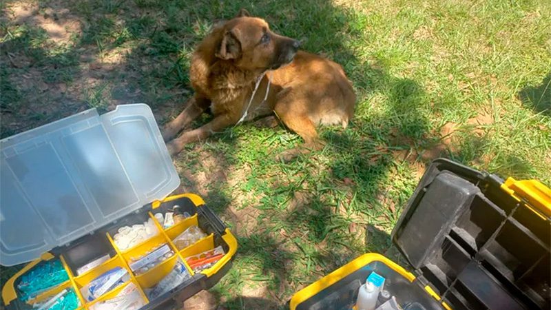 Matanza de perros en localidad correntina: habrían sido envenenados mediante carne con agroquímico
