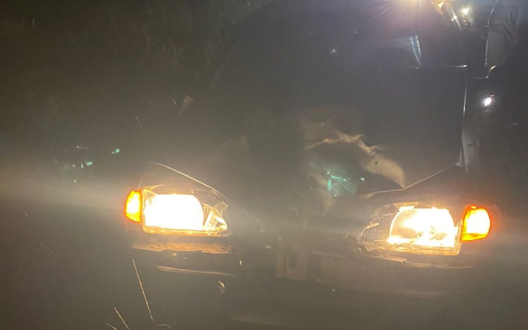 Un auto impactó violentamente contra un animal vacuno en Ruta 2