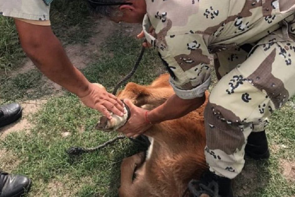 Secuestraron animales robados en los departamentos Federación, Uruguay y La Paz