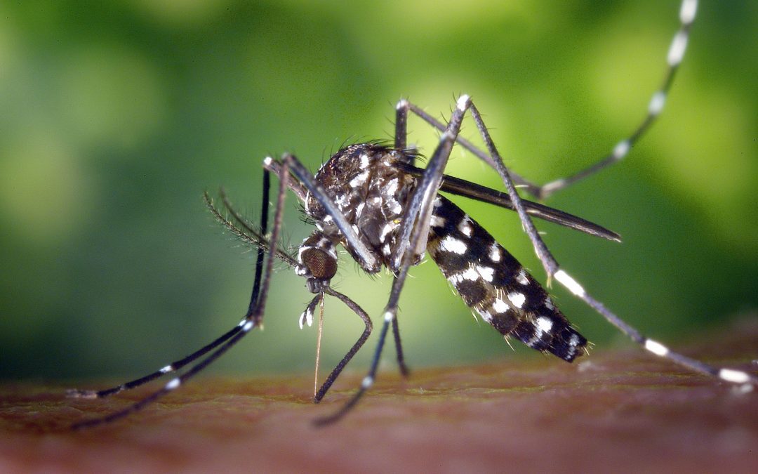 Casi 2300 nuevos casos de dengue en la última semana en Entre Ríos