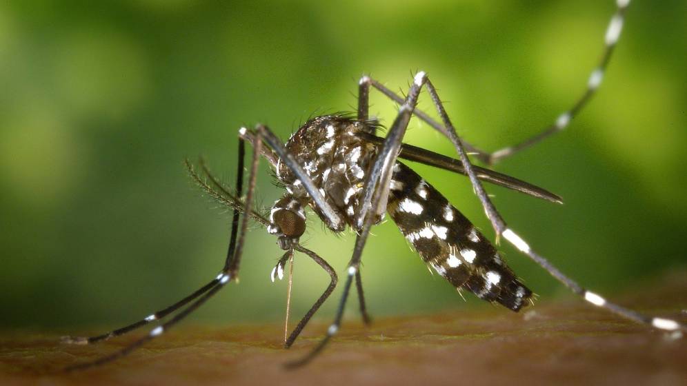 Confirman tercera muerte por dengue en Entre Ríos: es un paciente de 42 años