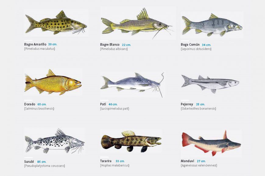 Tras las crecidas, hay abundancia de peces y CARU pide que se respete la talla mínima de pesca