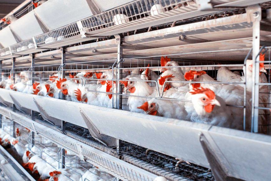 Preocupa a los industriales avícolas la apertura a las importaciones de carne de pollo y huevos