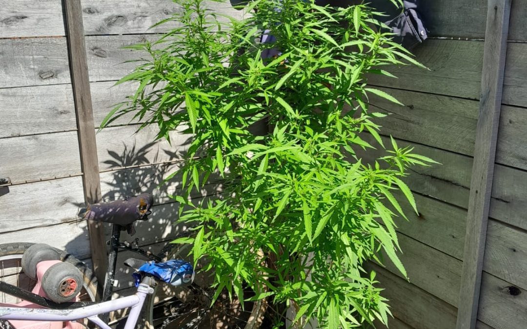 Allanamientos en Villa del Rosario: La Policía secuestró plantas de marihuana de importantes dimensiones
