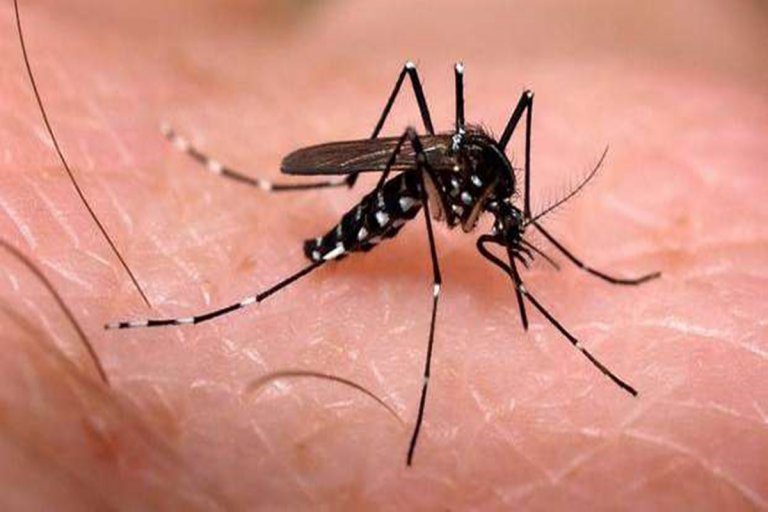 El departamento Federación segundo en cantidad de casos de dengue en la provincia