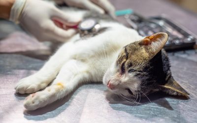 Realizan castraciones de perros y gatos gratuitas en Santa Ana