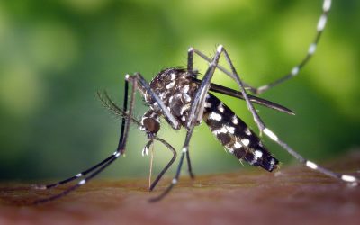 El ministro de Salud de Entre Ríos pronosticó cuándo será el fin del brote de Dengue