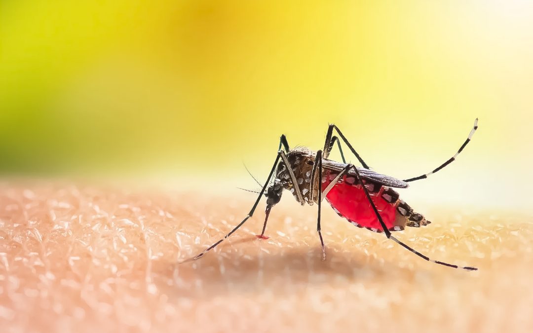 Informaron que bajó la cantidad de casos de dengue detectados en Entre Ríos