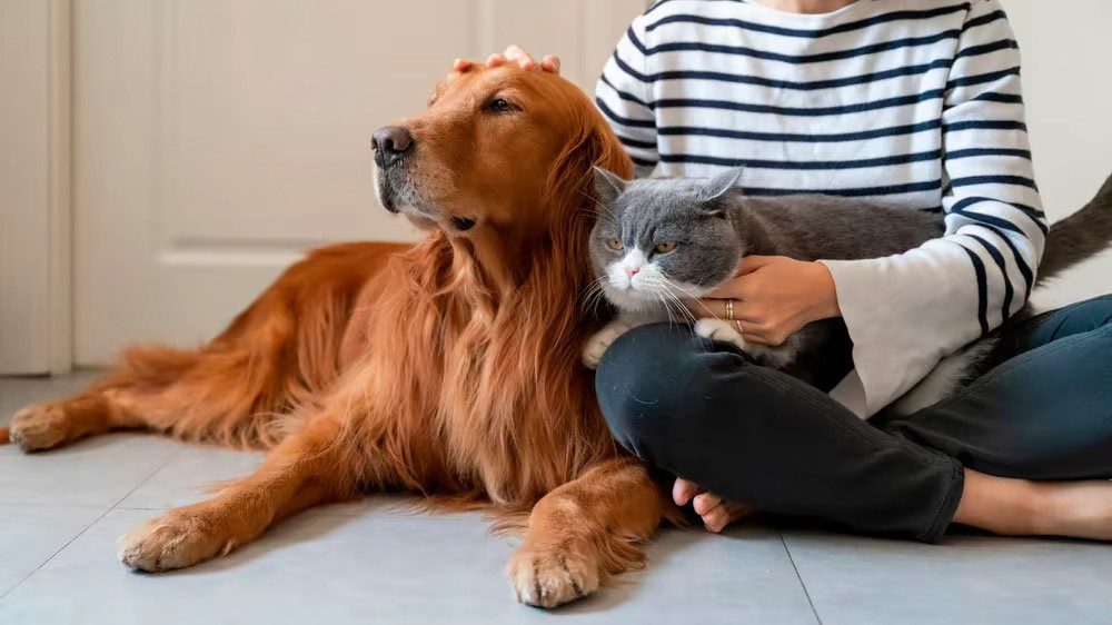 El Gobierno local da recomendaciones para la tenencia responsable de mascotas
