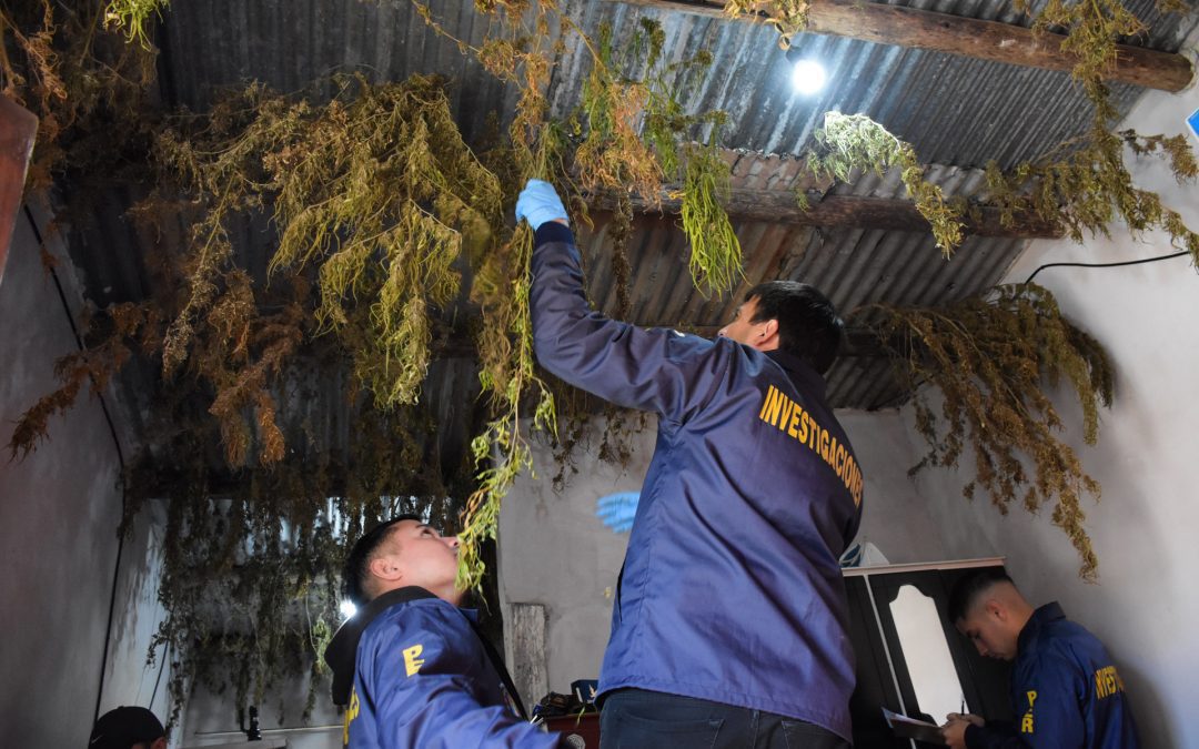 La Policía de Entre Ríos secuestró una importante cantidad de marihuana