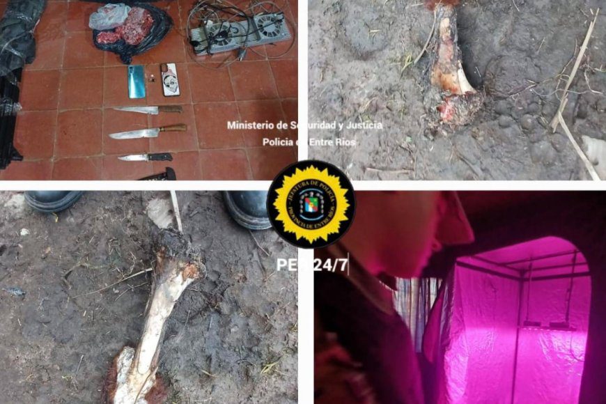 Fueron por una carneada clandestina y se toparon con un invernadero de marihuana