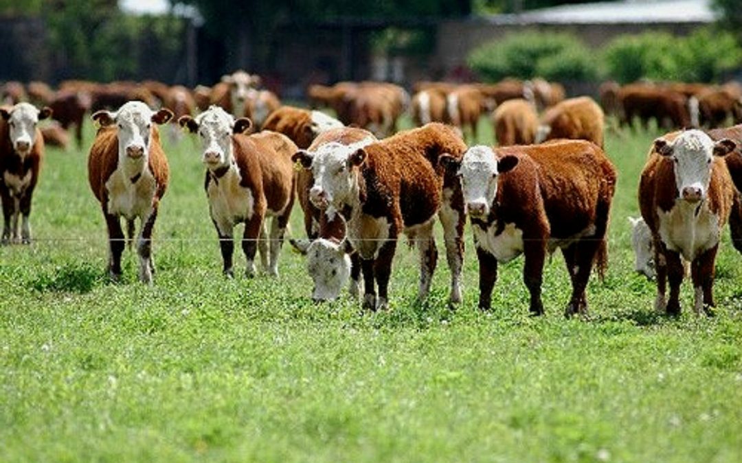 Lo condenaron por «hacer desaparecer» 419 vacunos