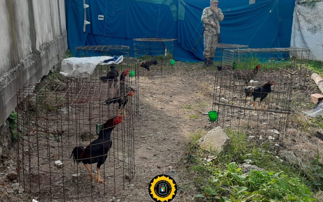 Desmantelaron club clandestino que recibía apuestas ilegales para riñas de gallos