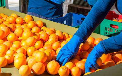 Desde CECNEA describen el crítico escenario que afronta la exportación de citrus del nordeste