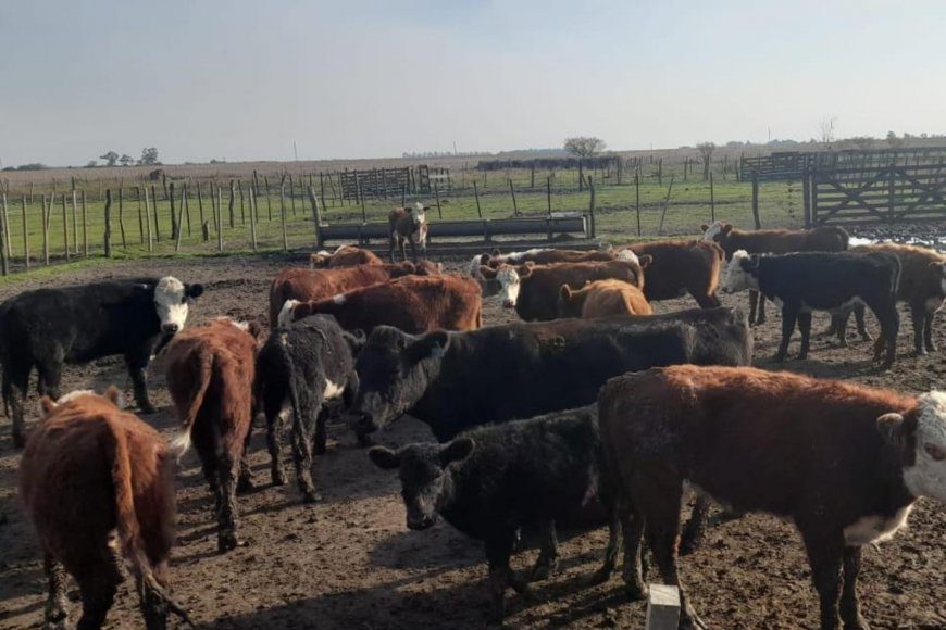 Identificaron al cuidador de un campo que habría robado ganado