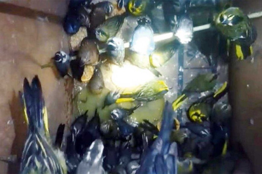 Iba de Concordia a Salto con aves ocultas en un cajón de madera con triple piso