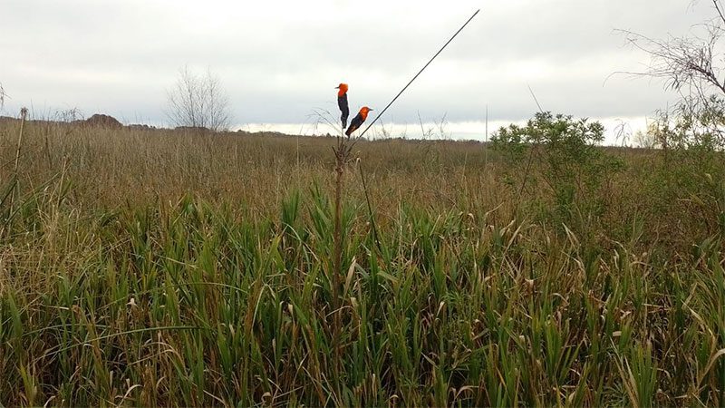 Cazadores usaban sofisticado sistema para atrapar aves autóctonas en Entre Ríos