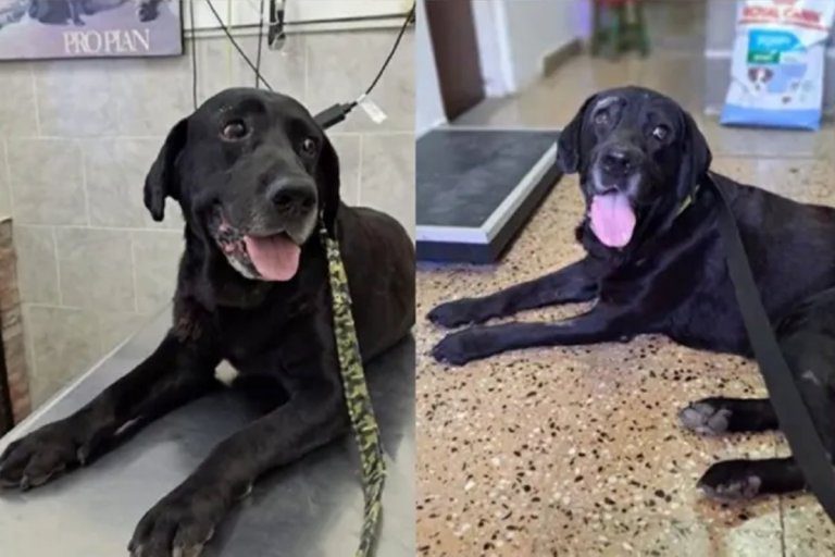 Histórica sentencia por maltrato a perro considerado víctima y sujeto de derecho