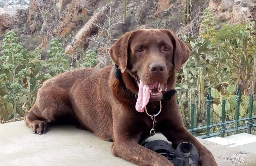 Murió Nerón, un perro de Bomberos de Chajarí que participó en la búsqueda de Loan
