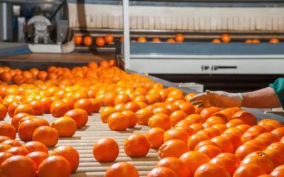 Excluidos del acuerdo con Estados Unidos, citricultores lamentan haber perdido una “oportunidad histórica”