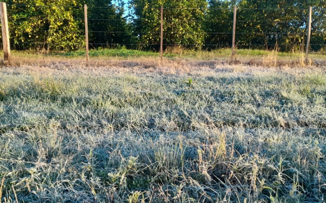 El departamento Federación y otros del norte entrerriano en alerta naranja por el frío