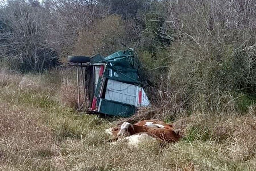 Tráiler con vacunos volcó tras desprenderse de una camioneta en la Ruta 127