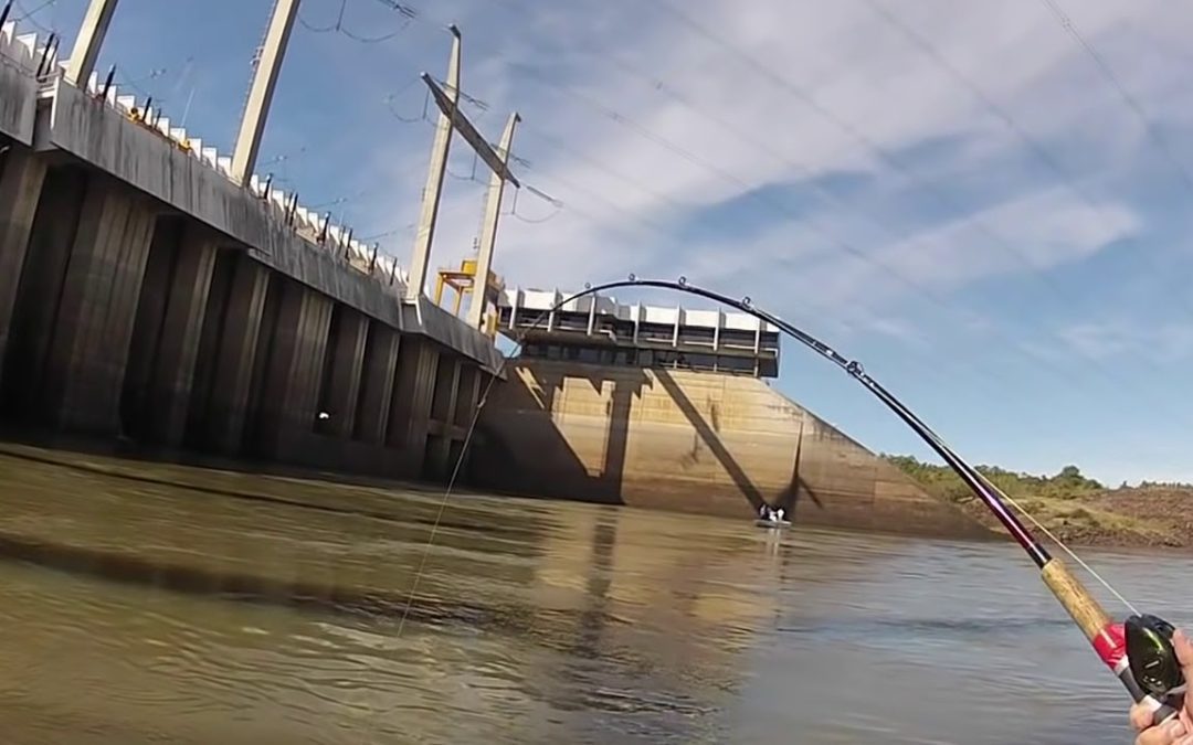Preocupa la depredación de dorados a metros del embalse de Salto Grande