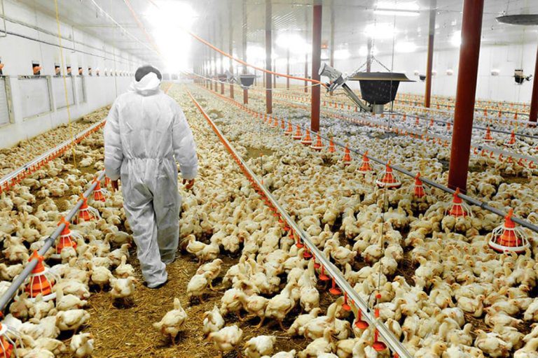 Entre Ríos produce cerca de 2,5 millones de toneladas anuales de pollo