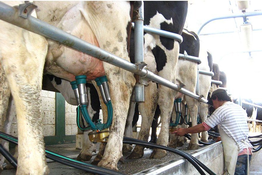 Se profundiza la desaparición de tambos en Entre Ríos
