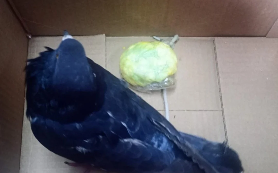 Encontraron cerca de una cárcel una paloma mensajera con 75 envoltorios de cocaína