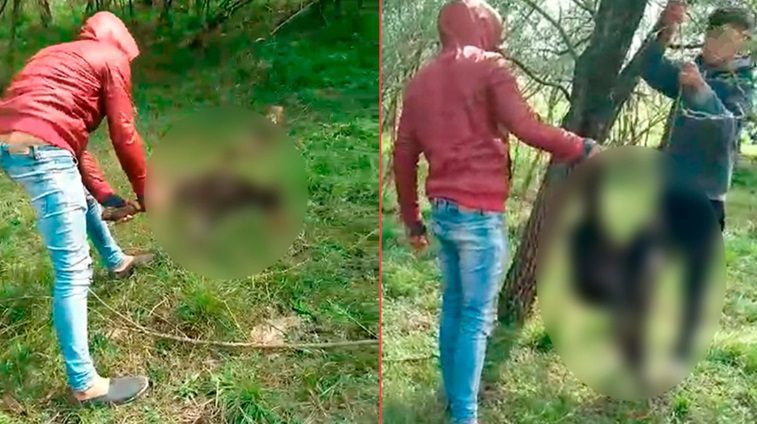 Juzgarán a los acusados de torturar y matar a “Angelito” en una localidad entrerriana: el perro fue torturado hasta morir