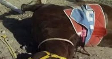 Un caballo murió durante una carrera en Federación