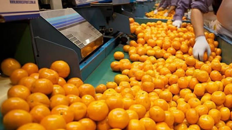 Trazabilidad citrícola: A partir de noviembre, el SENASA controlará el stock de frutas en los empaques