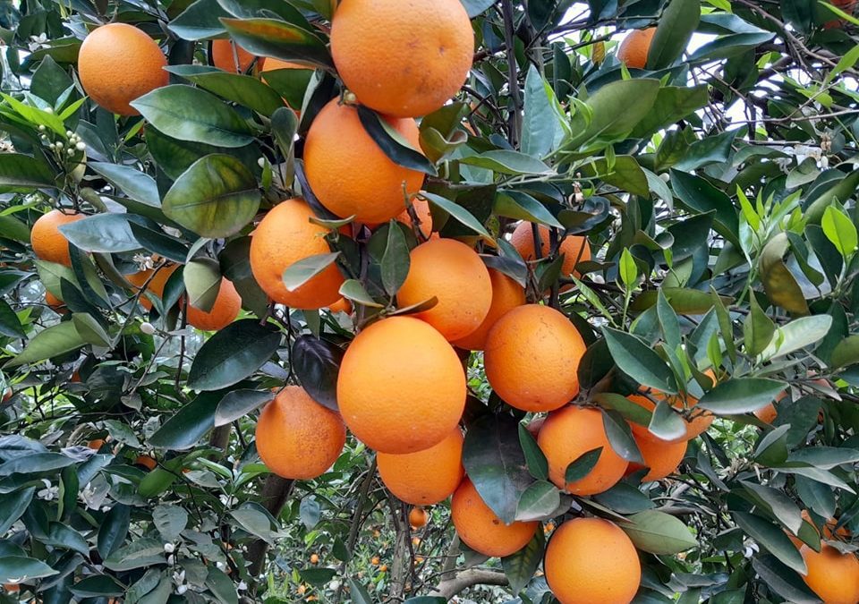 Con diferentes charlas, realizarán una Jornada Citrícola en Villa del Rosario