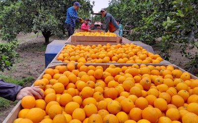 Alerta para el campo entrerriano por la crisis en la citricultura y otros sectores productivos