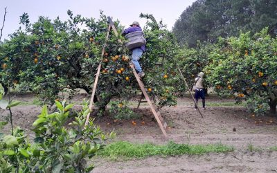 Colonia Alemana: Un hombre se descompuso mientras cosechaba en una quinta y falleció
