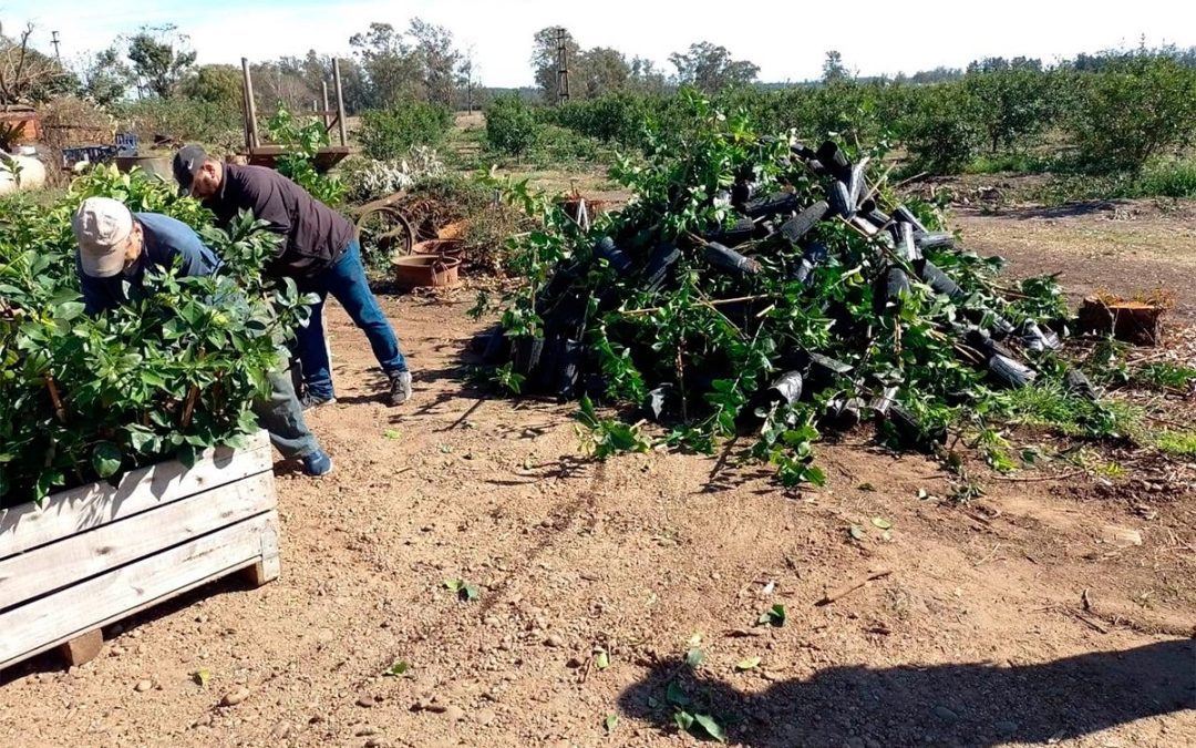 Destruyeron más de 2400 plantas cítricas que vendían cerca de Chajarí
