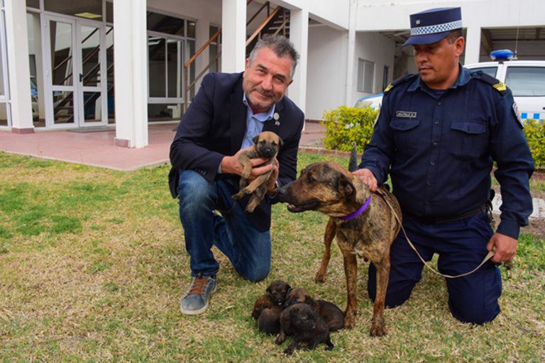 La Policía de Entre Ríos incorporó cachorros que serán entrenados para buscar drogas, armas y explosivos
