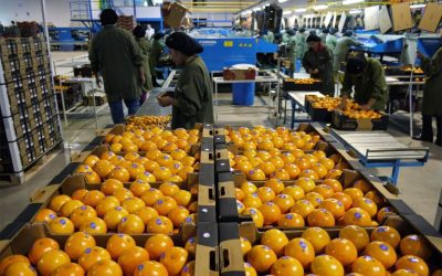 El citrus sigue en rojo con una caída del 38% en el valor de las exportaciones