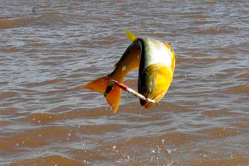 Sancionaron la ley que prohíbe la pesca comercial del Dorado en Entre Ríos
