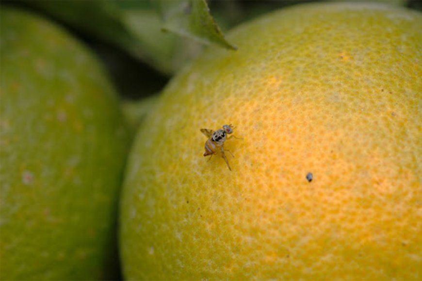 Autorizan la aplicación aérea de un “producto biológico” para combatir la “mosca de los frutos”