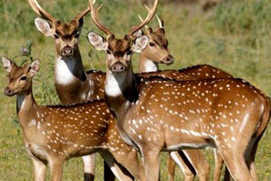 Entidades rurales se unieron para lanzar una advertencia por especies exóticas «invasoras»