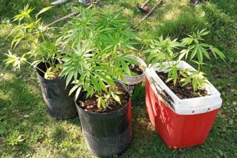 Federación: Allanaron un domicilio por la investigación de un robo y se encontraron con 60 plantas de marihuana
