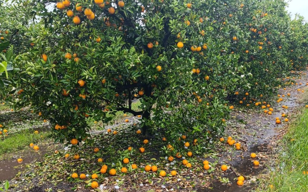 Productores citrícolas ya pueden acceder a la inscripción de emergencia agropecuaria por granizo