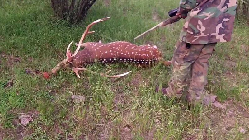 La diputada Gabriela Lena propuso declarar “plagas” a animales «dañinos» y habilitar su caza