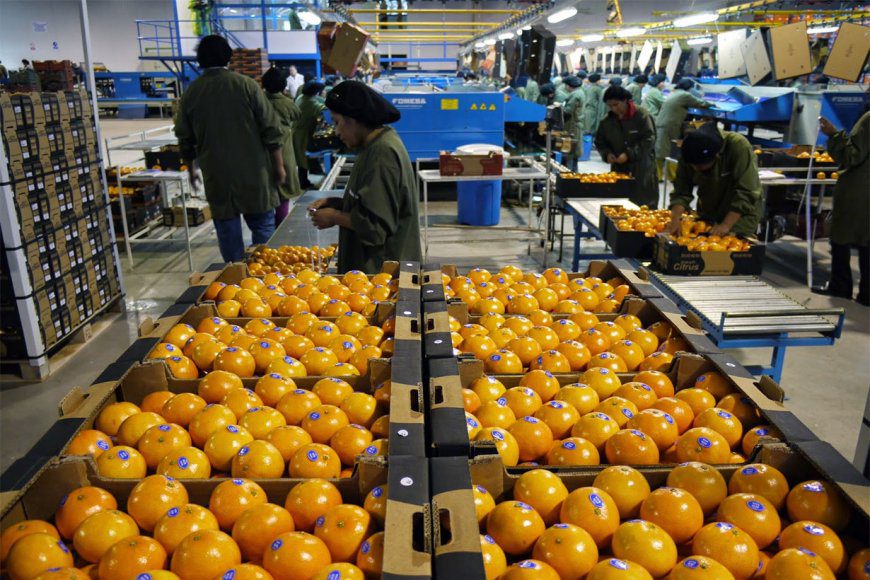 Argentina podrá exportar citrus a Ecuador